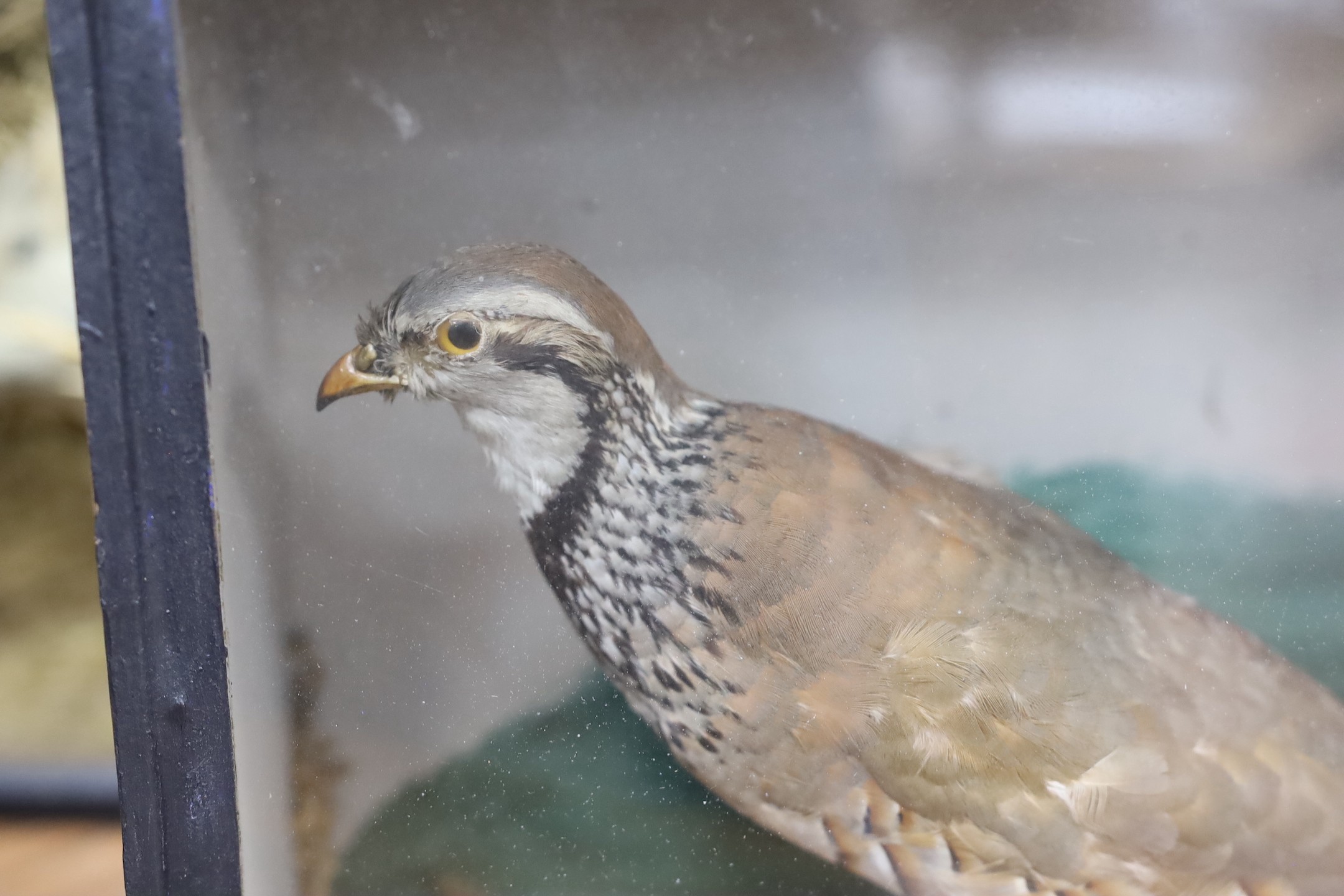 A cased taxidermy partridge, 32cms x 27cms